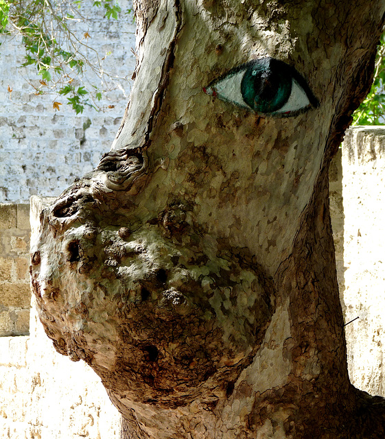 Tree with an Eye on the Tourists