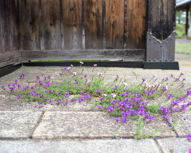 Little flowers in stone pavement