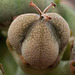 Euphorbia obesa - reife Samenkapsel