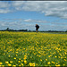photographer in buttercups