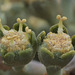 Euphorbia obesa - männliche Blüte