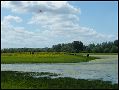 kiting on Port Meadow
