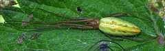 Long-jawed Orb Web Spider. Tetragnatha extensa(female)