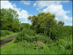 path through Burgess Field