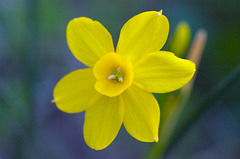 The Last Daffodil