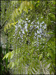 wisteria trails