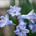 Wimpy Hyacinth