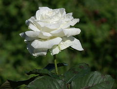 Rose blanche pour un long et beau week-end !