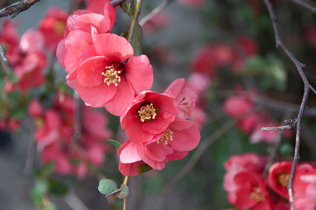 <strike>Azalea</strike> Quince