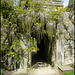 wisteria arch