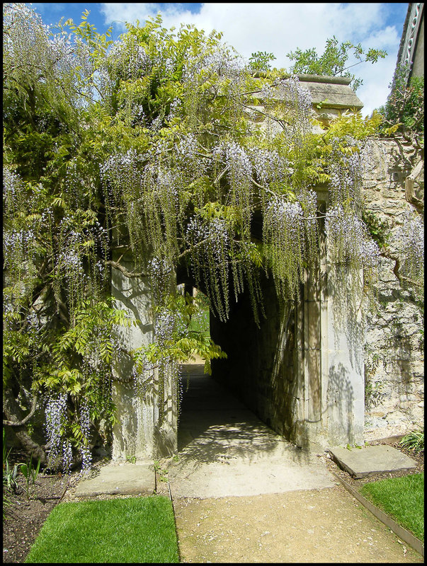 wisteria arch