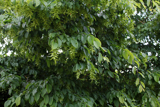 Charme - Carpinus betulus