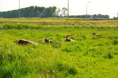 Cows resting in the grass