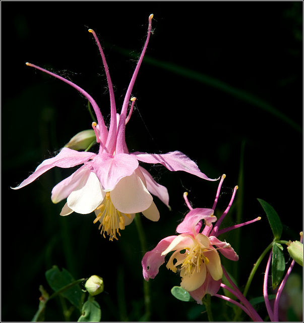 Columbines often make me think of space aliens....