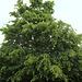 Charme commun -Carpinus betulus