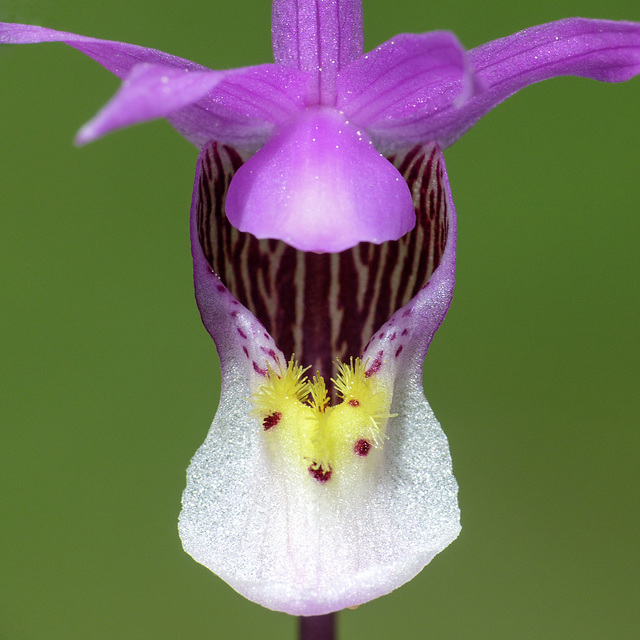 Little jewel of the forest