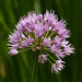 The beauty of Alliums