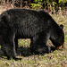 Black Bear busy feeding