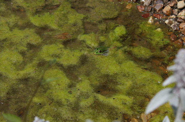 Prince dans les algues- Grenouille verte