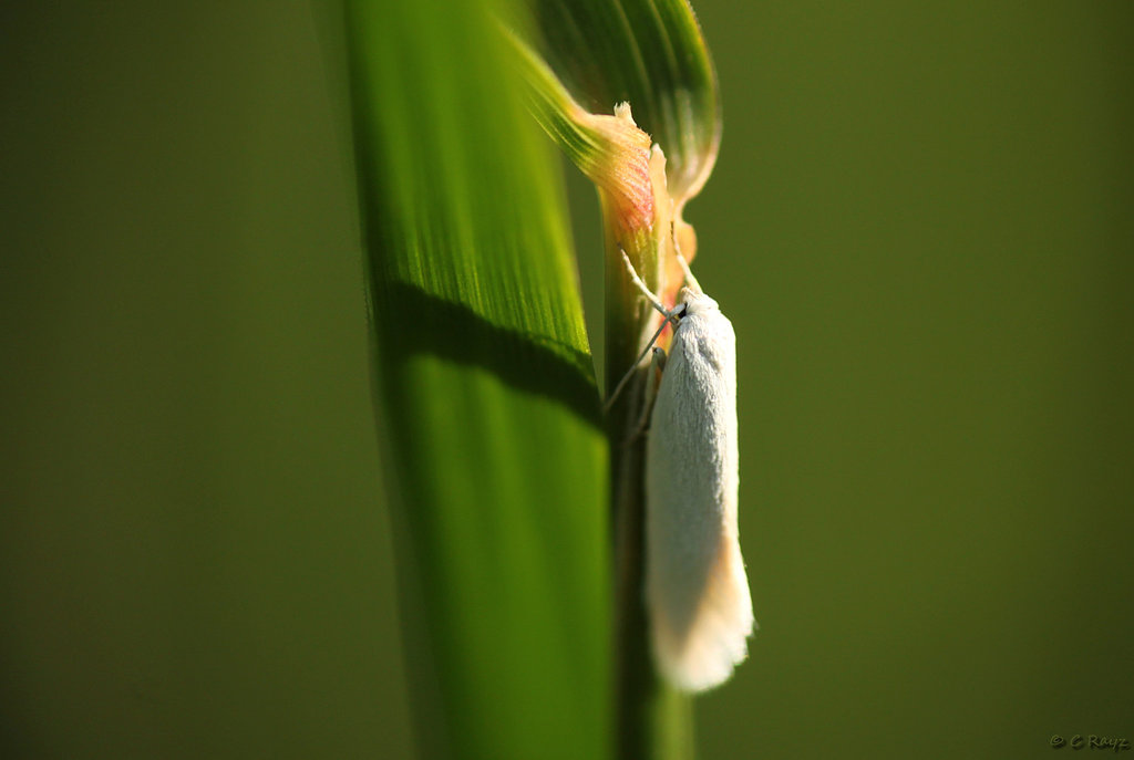 Elachista argentella Moth