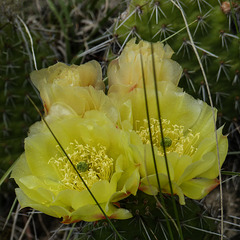 Prickly Pear Cactus flowers