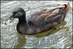 black duck