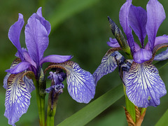 The beauty of Irises