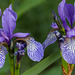 The beauty of Irises