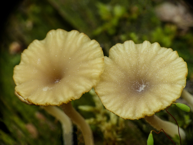 Fascinating forest find