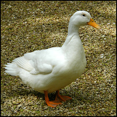 white duck (or is it a goose?)