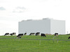 Cows and milk plant