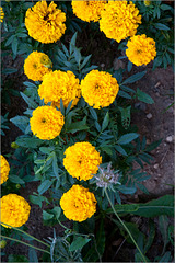 Nothing Wrong with Marigolds