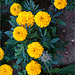 Nothing Wrong with Marigolds