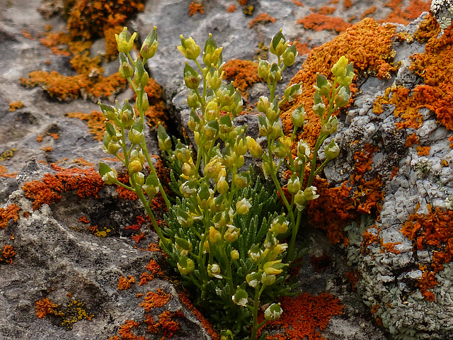 A colourful rocky spot