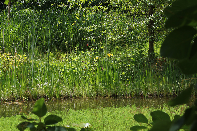 un des bassins avec des iris pseudacorus
