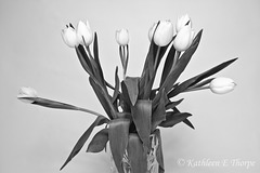 Tulip Still Life Black and White 040114