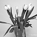 Tulip Still Life Black and White 040114