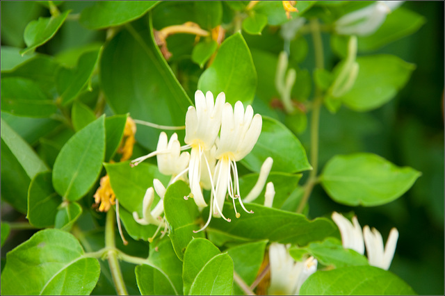 Honeysuckle