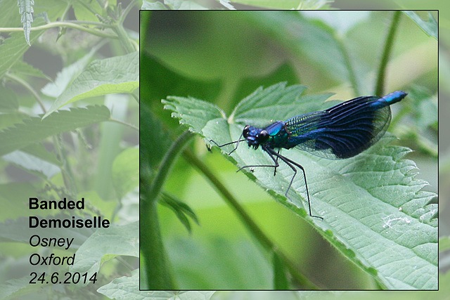 Banded Demoiselle - male - Oxford - 24.6.2014