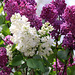 Lilac Sunday (Explored)