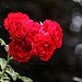 Rosenblüten im Rosensteinpark