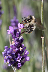Von Bienen und Blumen