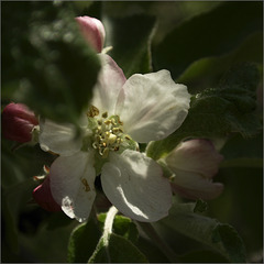 Another Day, Another Apple Blossom