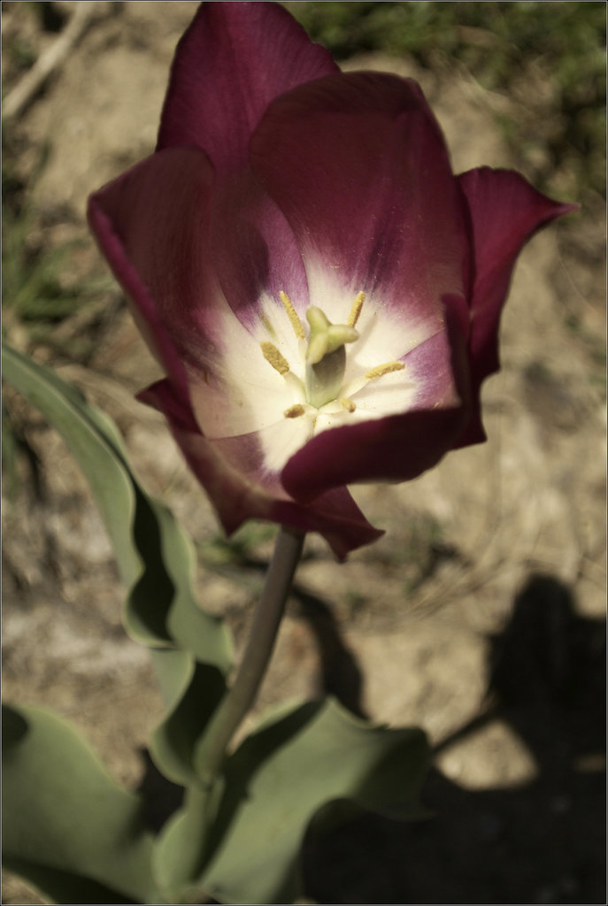 The Tulip in the Veggie Garden