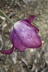 The Frosted Tulip