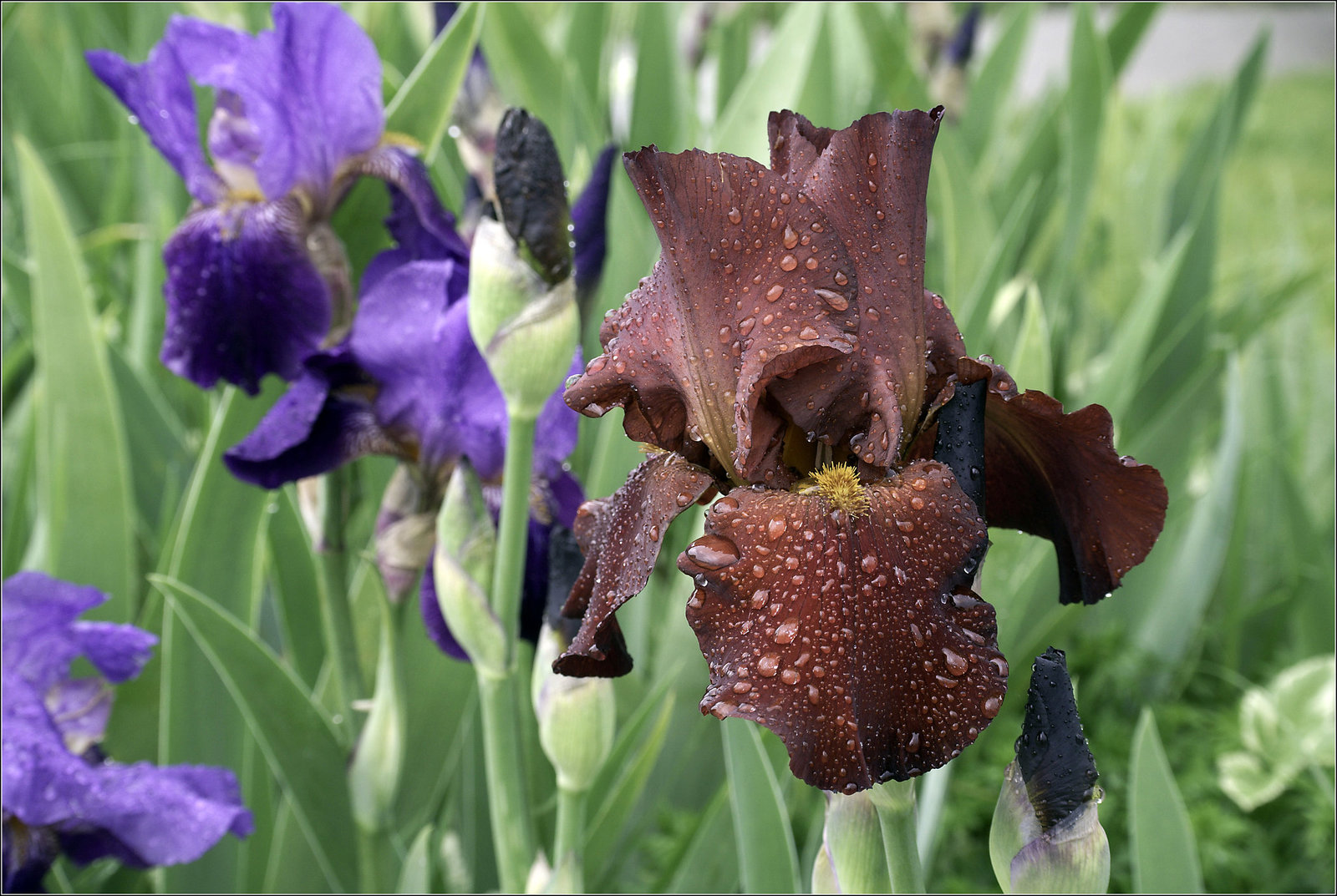 Today We've a Brown Iris