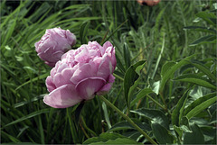 It's always seemed to me that Peonies are badly engineered.