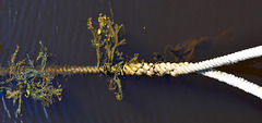 Seaweed on a rope