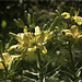 Yellow Lilies in the Back Corner