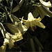 The Tall Lilies